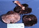 Agaricus fuscovelatus image