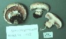 Agaricus gennadii image