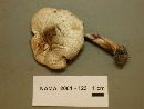 Agaricus placomyces image