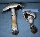 Agaricus silvicola image