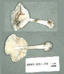 Amanita aestivalis image