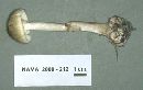 Amanita brunnescens image