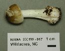 Amanita brunnescens image