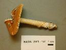 Amanita crocea image