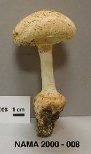 Amanita daucipes image