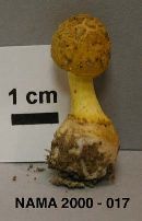 Amanita levistriata image