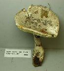 Amanita onusta image