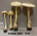 Amanita roseitincta image