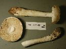 Amanita smithiana image