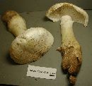 Amanita smithiana image