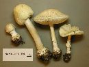 Amanita velatipes image