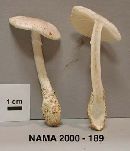 Image of Amanita virosiformis