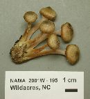 Armillaria gallica image