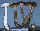 Armillaria ostoyae image