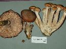 Armillaria ostoyae image