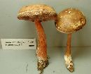 Austroboletus gracilis image