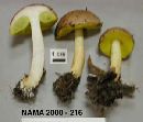 Boletus auriporus image