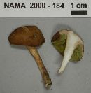 Boletus badius image