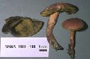 Boletus campestris image