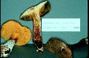 Boletus chrysenteron image