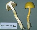 Boletus curtisii image