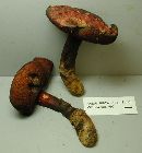 Boletus flammans image