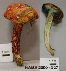 Boletus floridanus image