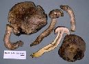 Retiboletus griseus image