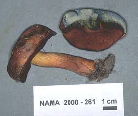 Boletus hypocarycinus image