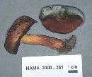 Boletus hypocarycinus image