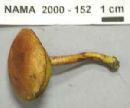 Boletus hypoxanthus image