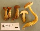 Boletus innixus image