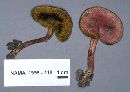 Boletus rubellus image