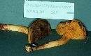 Boletus subtomentosus image