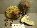 Boletus zelleri image