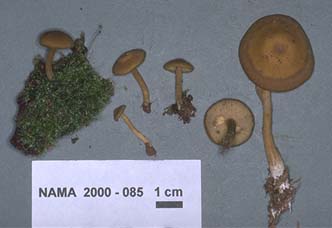 Callistosporium luteoolivaceum image