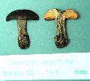 Calocybe onychina image