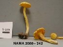 Cantharellus appalachiensis image