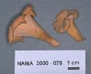 Cantharellus lateritius image