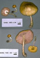 Pluteus mammillatus image