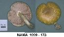 Pluteus mammillatus image