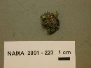Cladonia chlorophaea image