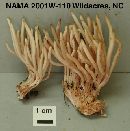 Clavaria rubicundula image