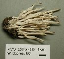 Clavaria rubicundula image