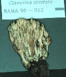 Clavulina coralloides image