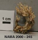 Clavulina coralloides image