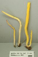 Clavulinopsis fusiformis image
