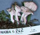 Clitocybe rivulosa image