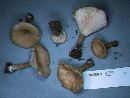 Clitocybe gibba image