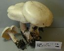 Clitocybe subconnexa image